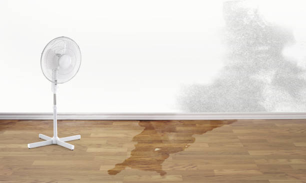 Best Mold removal after water damage  in St Stephen, SC